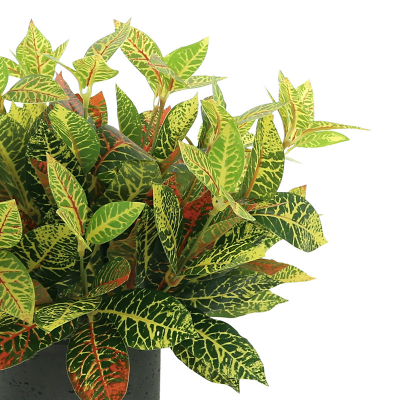 Outdoor Croton Bush Arrangement In A Fiberstone Pot, 13" H x 16" W x 16" D