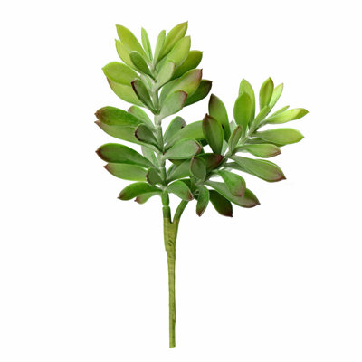 Crassula Tetragona Arrangement