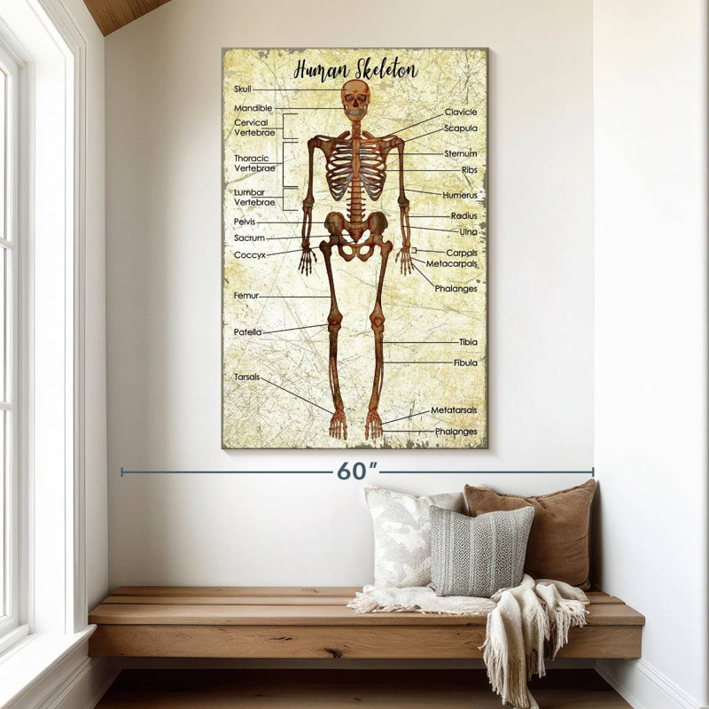 Keiri Human Skeleton Chart, 51" H x 34" W