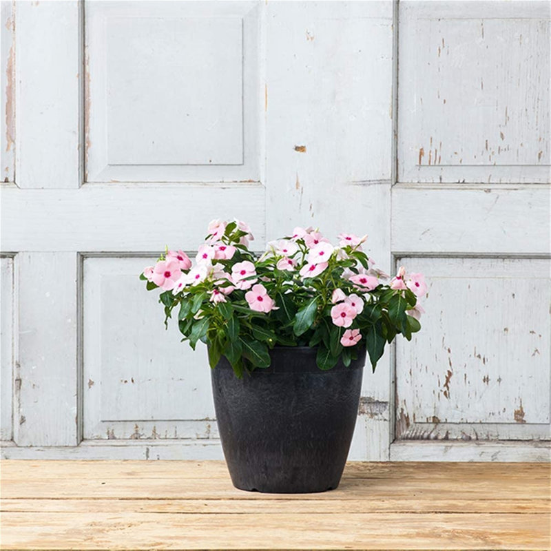 Burdette Pot Planter, Black, 10" H x 10.5" W x 10.5" D