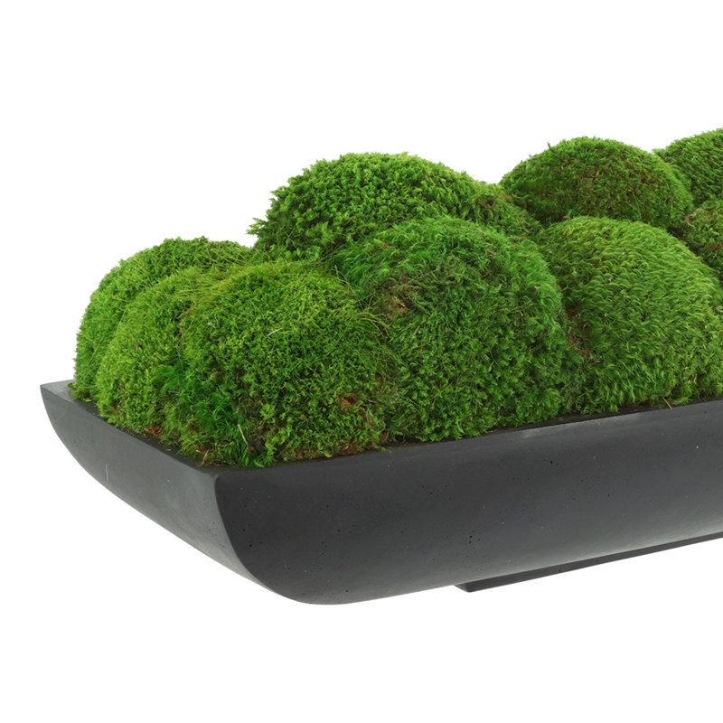 Moss Preserved in Oblong Planter, 9" H x 25" W x 10.5" D