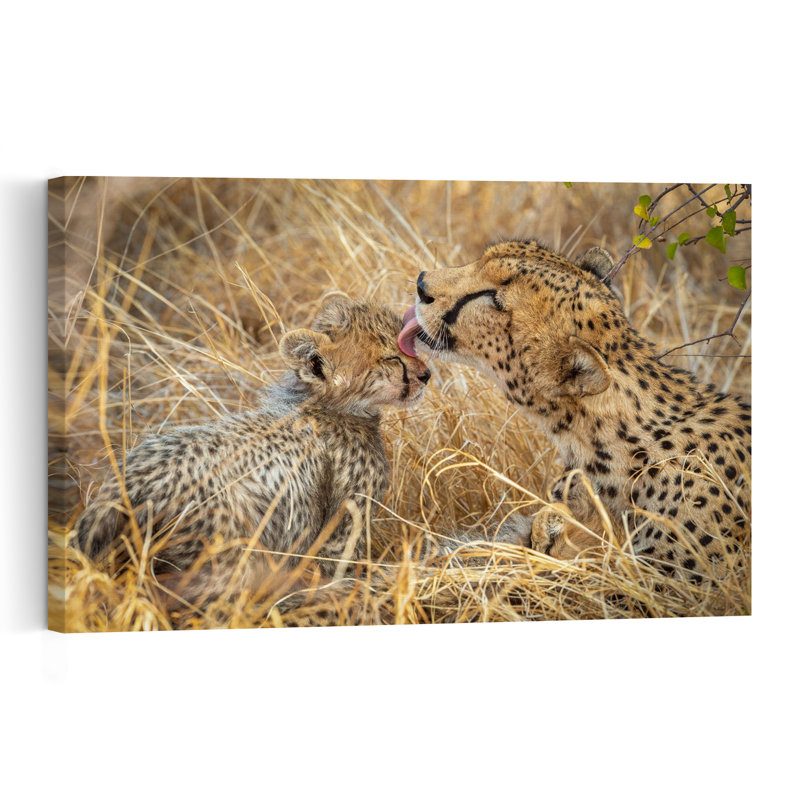 Cheetah Mother Cub Affection Contemporary Cat Animal Nature Wall Art Print by Jeffrey C. Sink - 1 Piece Wrapped Canvas Wall Art