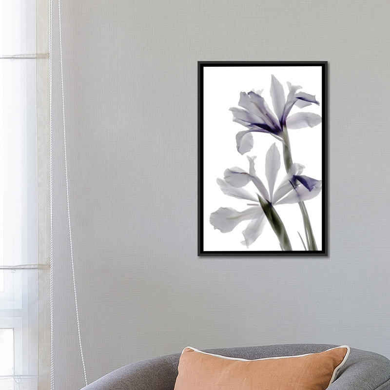 « x-ray iris », reproduction sur toile, H 26 po x l 18 po x P 1,5 po, Toile avec cadre noir