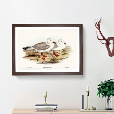 Jameson's Gull by Elizabeth Gould - Picture Frame Graphic Art Print