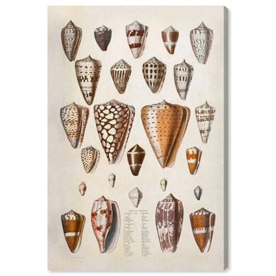 Affiche vintage sur toile Conus Cones par Art Remedy, montée sur châssis, 10 x 15 pouces