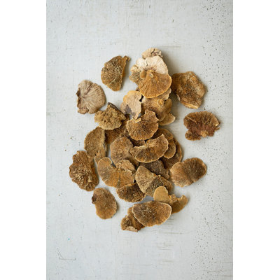  Champignons séchés en éponge - Ensemble de 4 bols et bols rustiques de 6 po de hauteur, ensemble de 4