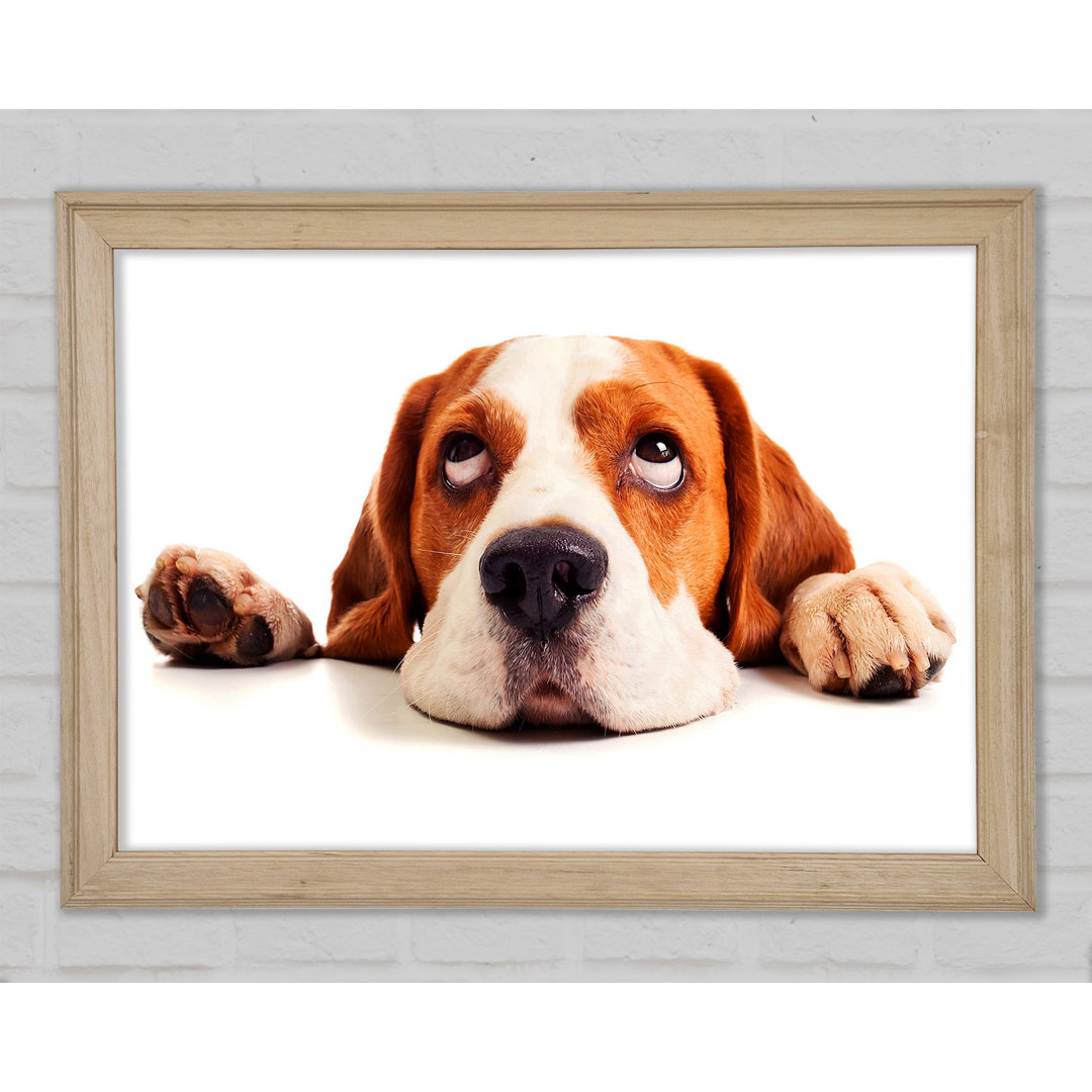 Fauler Basset Hound Hund - Druck