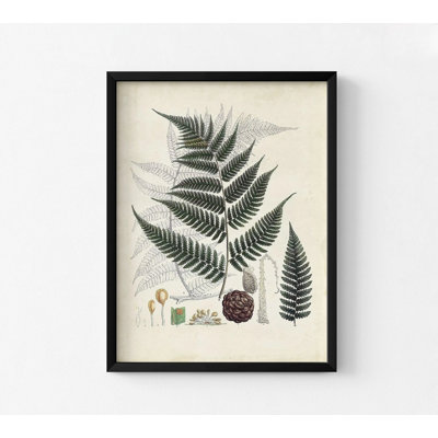Collected Ferns VI, Vintage Botanical Poster, Botanical Room Decor, Vintage Fern Guest Bedroom Decor, Green Lady Fern Art, Plant Lady Decor