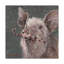 «Teri the Christmas Pig», reproduction d'art sur toile tendue-27491604
