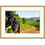 Ripening Grapes 1 Print by Nathan Turner