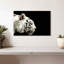 Tigre blanc curieux Brampt-107682737