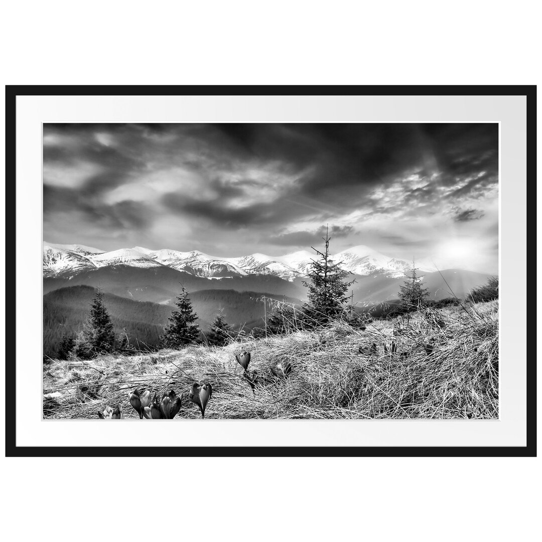 Gerahmtes Poster Krokusse auf Hochalmwiese in Alpen