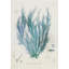 Polysiphonia Print by Henry Bradbury-26773217-26773219