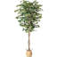72 plantes