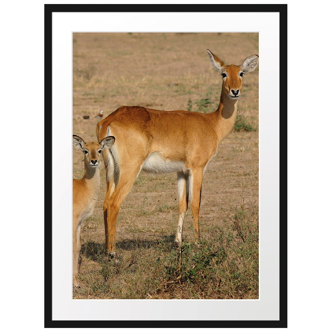 Gerahmtes Poster Indische Gazelle mit Jungtier