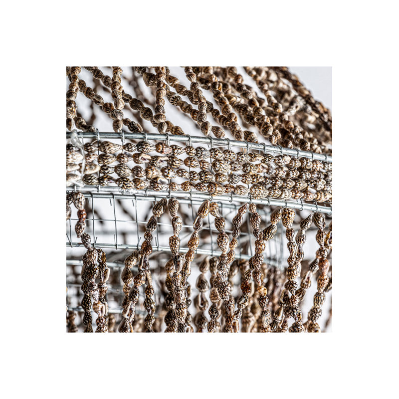 Coquille brune Bernhard