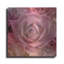 Succulents 04 par Lightbox Journal-997520506