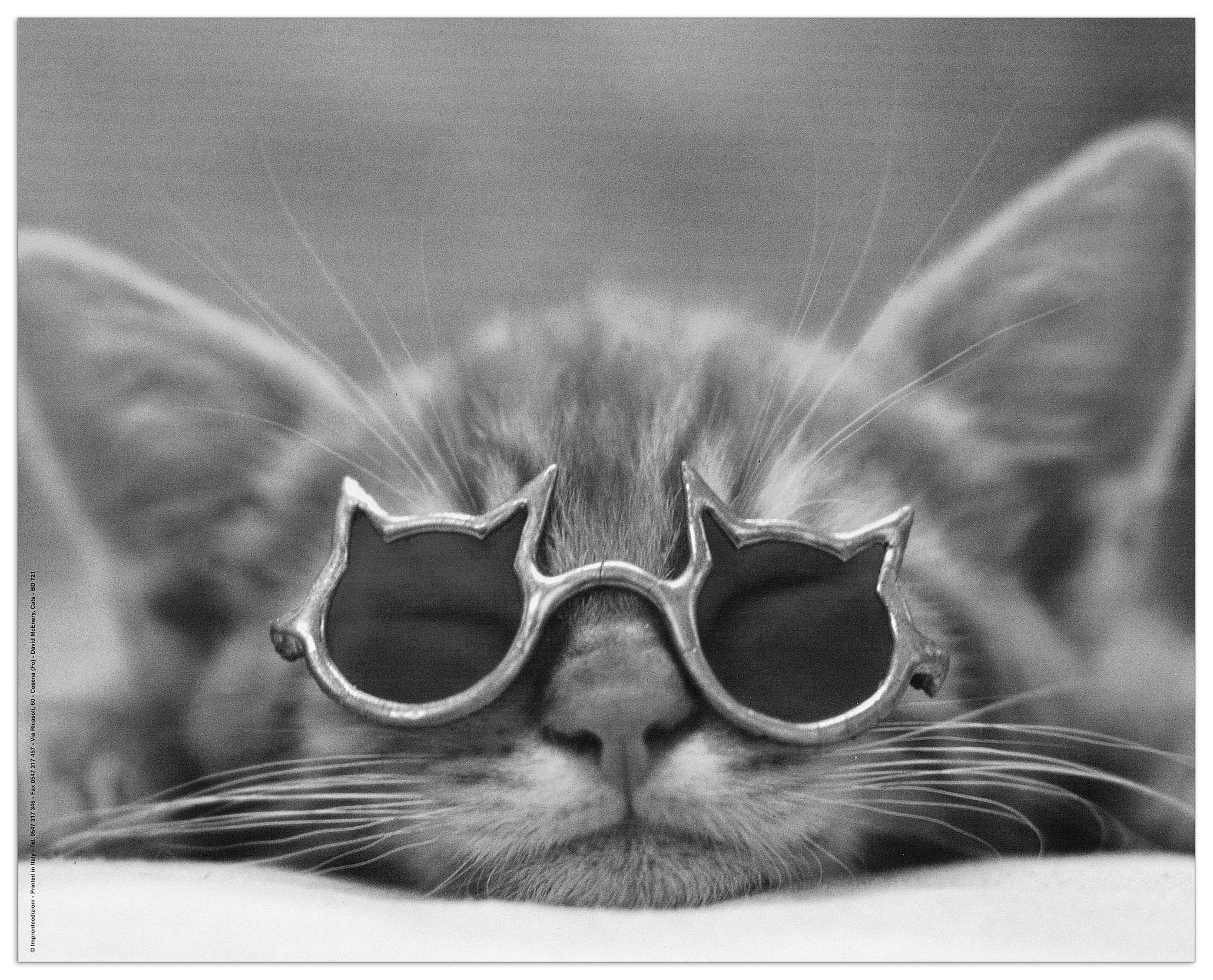 East Urban Home 'Kool Kat' by David Mcenery Photographic print