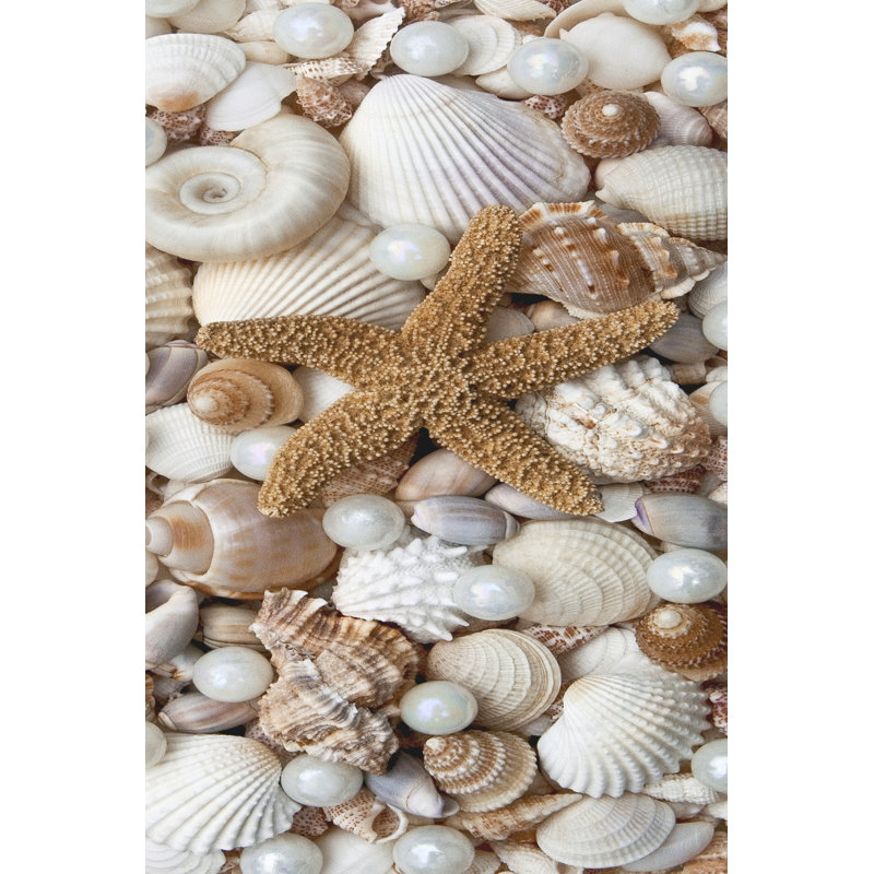 Shell Menagerie II by Rachel Perry - Wrapped Canvas Print, 76cm H x 51cm W