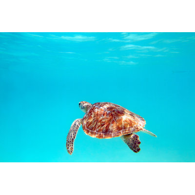Turtle 1 Piece Wrapped Canvas Wall Art