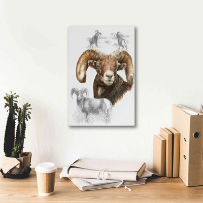 " Big Horn Sheep " by Barbara Keith