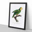 Yellow-Shouldered Amazon Parrot by F. Levaillant - Picture Frame Graphic Art Print-55641496-55641497