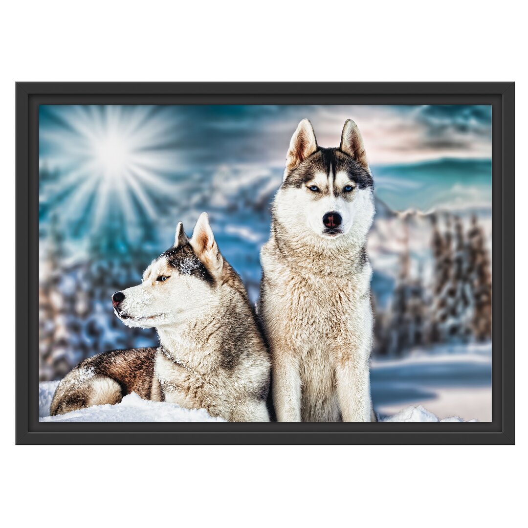 Gerahmtes Wandbild Zwei wilde Huskies