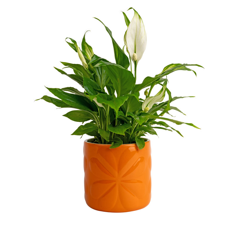 Ceramic / Porcelain Jar