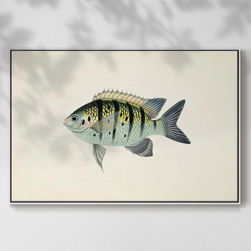 «Tropical Fish Collection VI», reproduction sur toile à cadre flottant, H 27 po x l 41 po x P 2 po, Blanc