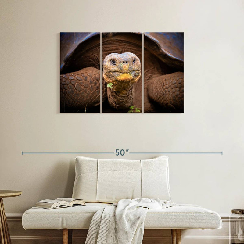 Brampt Galapagos Tortoise, 24" H x 38" W