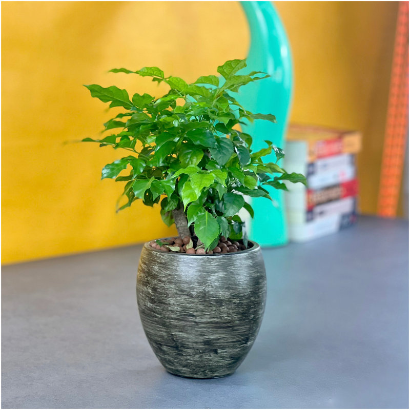 Pot à fleurs rond intelligent pour l'intérieur et l'extérieur - Gris délavé