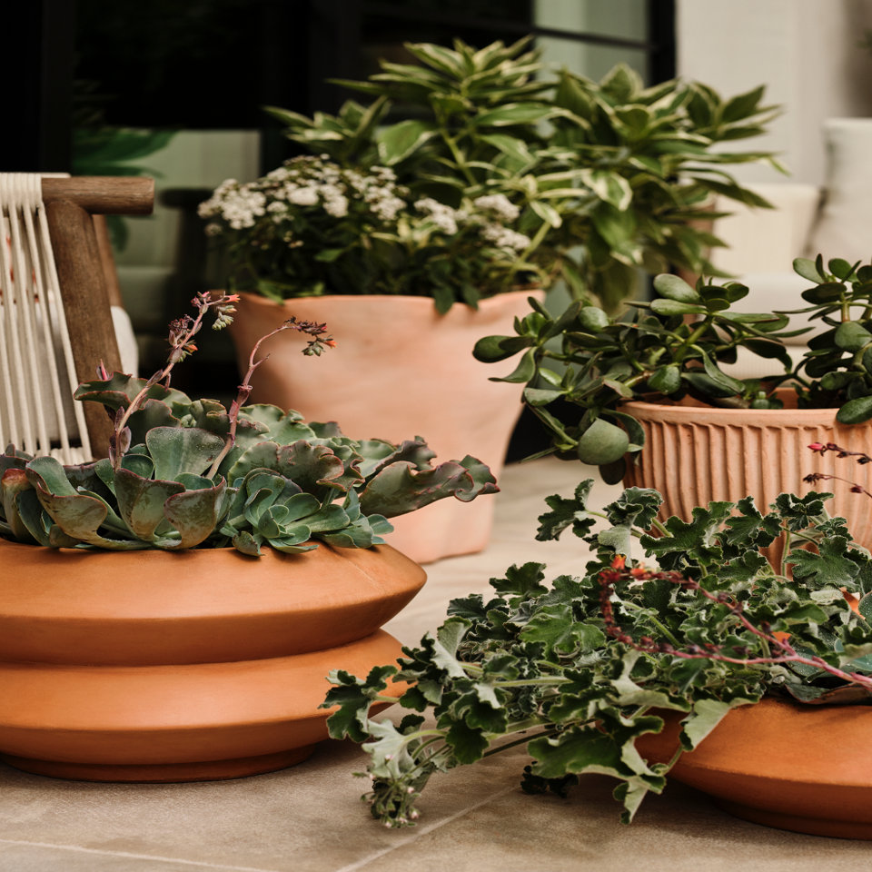 Terracotta planters with various plants.