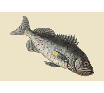 " Rock Fish " by Mark Catesby