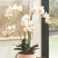 OrchidÃ©e rose pÃ¢le Stiles, cultivÃ©e Ã  la main, avec motte