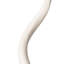 Polished Kudu Inner Horn on Acrylic Display Base