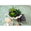 Succulent agave coquille en pot de fleurs