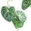 Hanging Plants 100cm Faux Ivy Plant