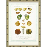 Seashells Giclee Print by Isabelle De Borchgrave