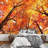 Maple Tree In Autumn-88769759