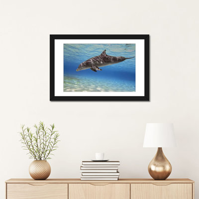 " A Bottlenose Dolphin Swimming In The Barrier Reef, Grand Cayman " by Amanda Nicholls