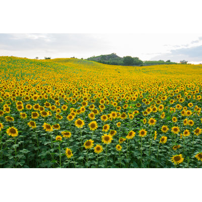 Champ de tournesols - Photographie sur toile