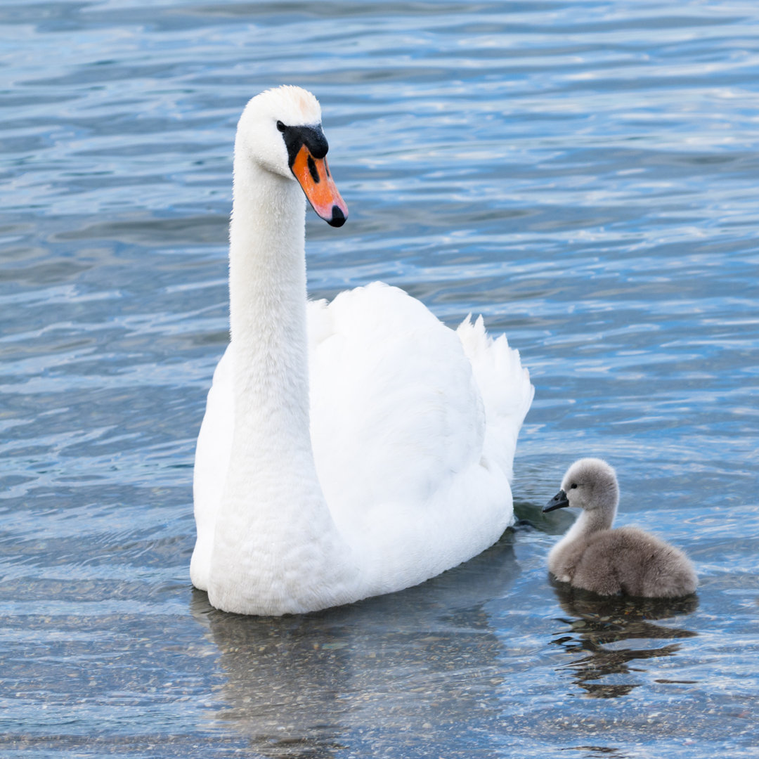 Schwan und Jungvogel - Leinwandbild