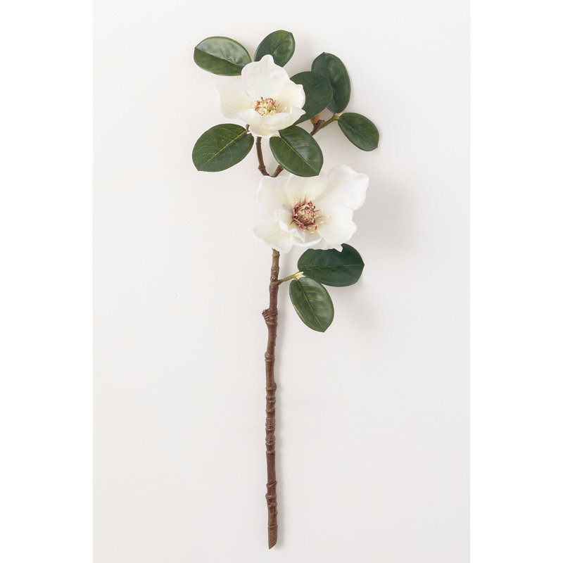 Tige de magnolia