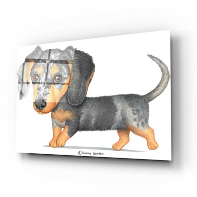 " Dappled Dachshund Walking "