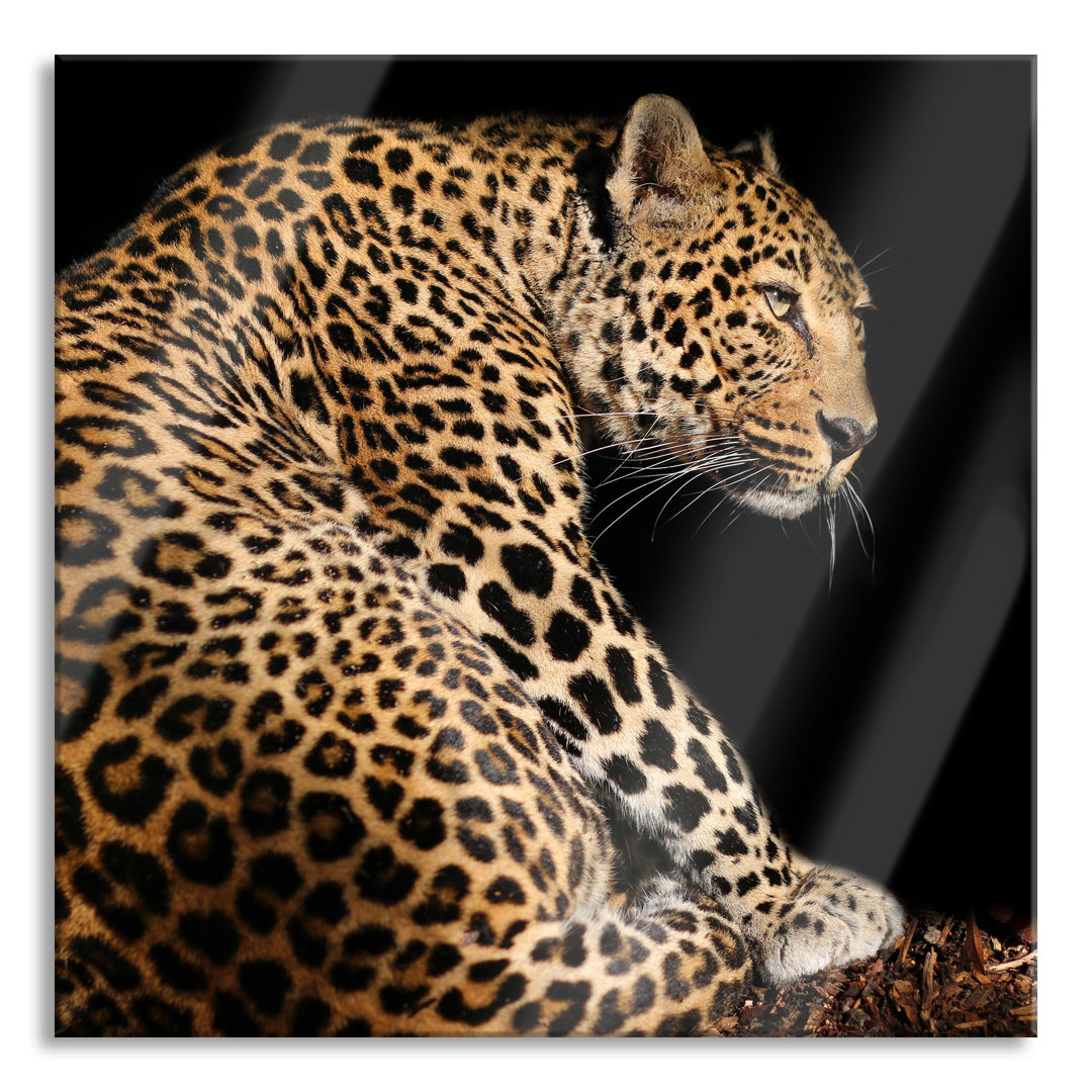 Glasbild Anmutiger Leopard