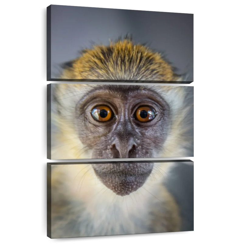 Brampt Vervet Monkey, 32" H x 20" W