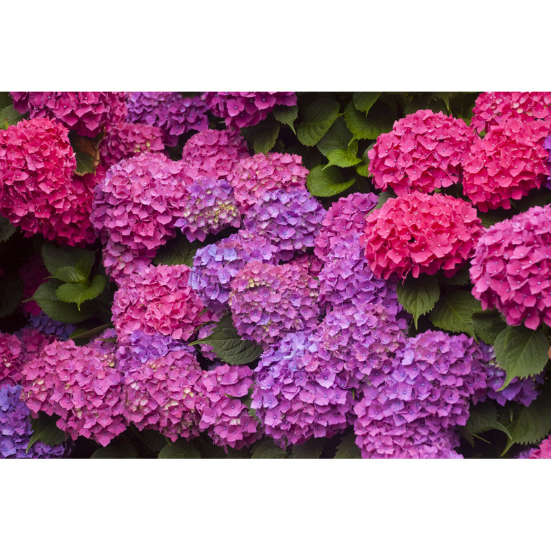 Pink And Purple Hydrangeas - Wrapped Canvas Print, 51cm H x 76cm W