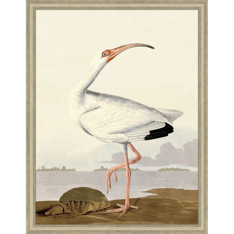 Audubon Ibis " Audubon Ibis 1 "