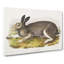Polar Hare by J.W. Audubon - Wrapped Canvas-55322394