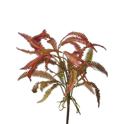 Fougère à plumes rouges et vertes
